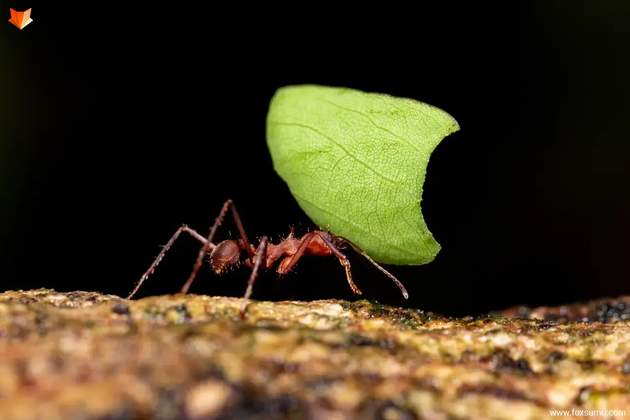 Leafcutter Ant Strong Animals