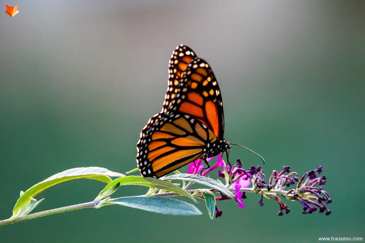 Monarch Butterfly Orange Animals