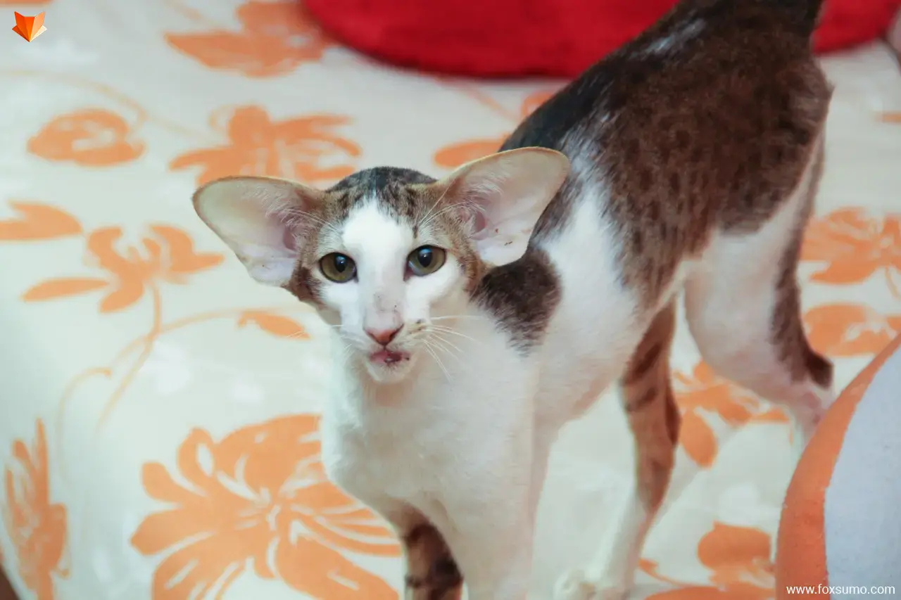 Oriental Shorthair Ugliest Cat Breeds