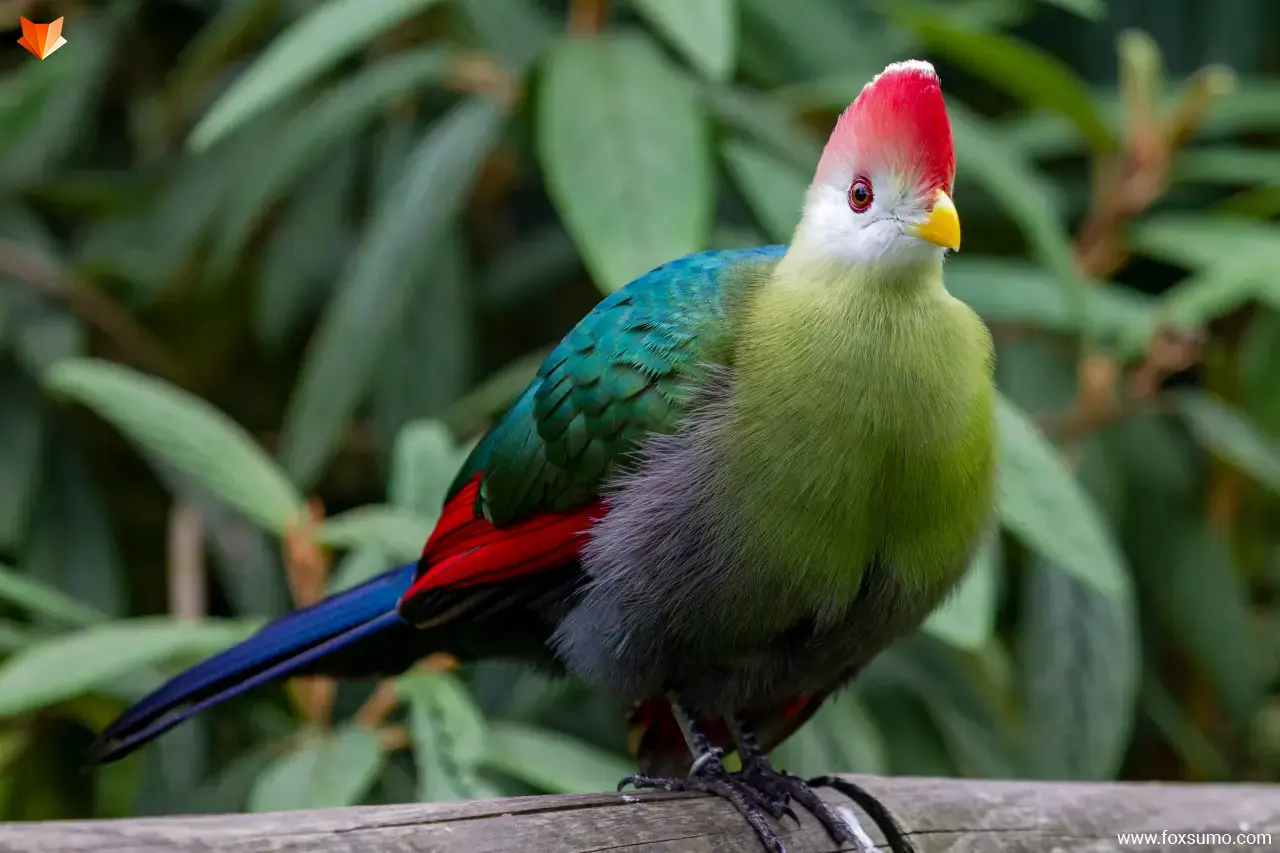 Red Crested Turaco beautiful birds