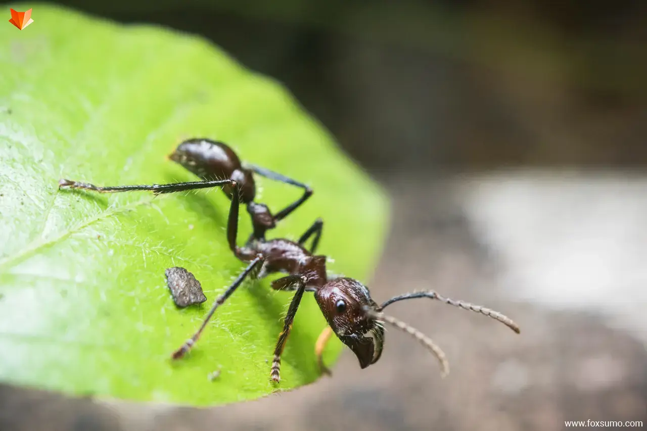 amazon ant Rainforest Animals