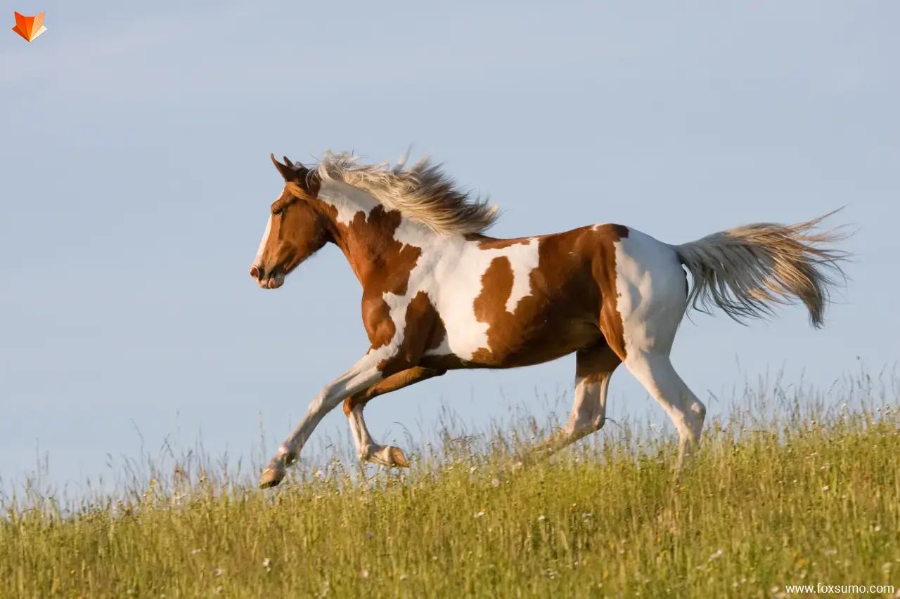 american paint horse Beautiful Horses