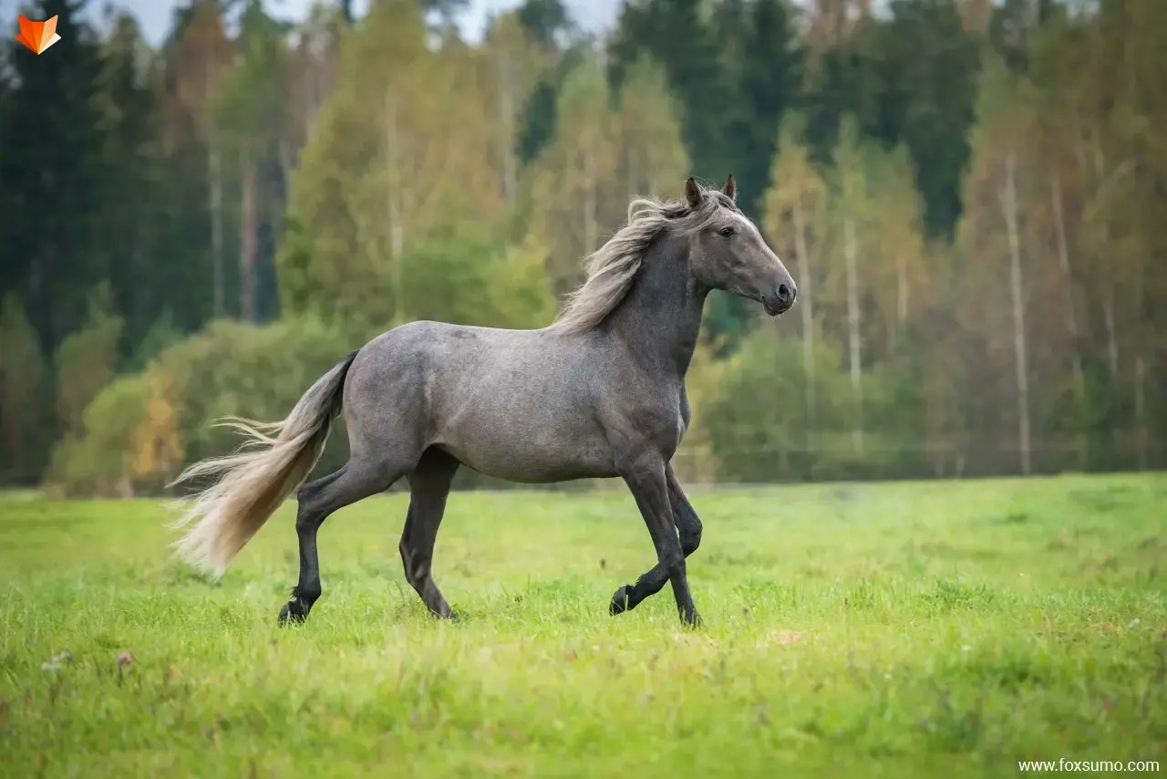 andalusian horse Beautiful Horses