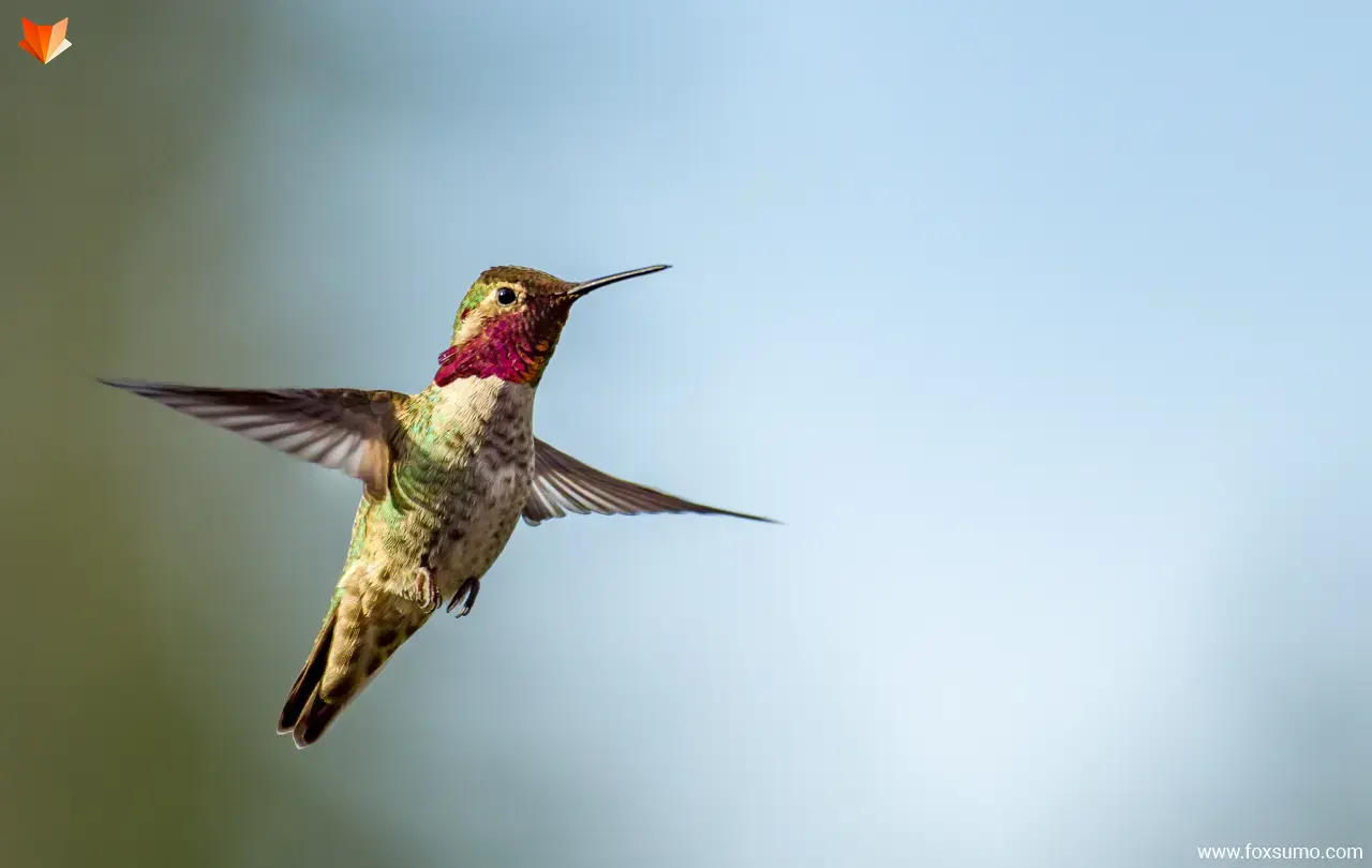 annas hummingbird Fastest Animals