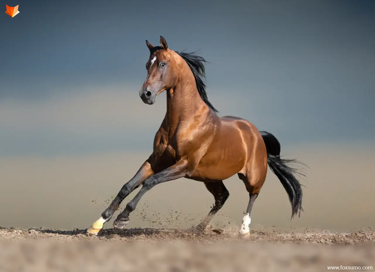 arabian horse Beautiful Horses