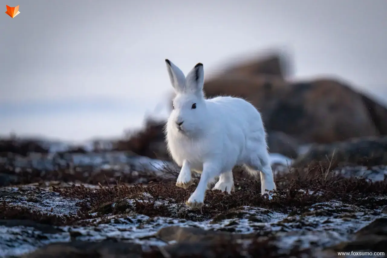 arctic hare Tundra Animals