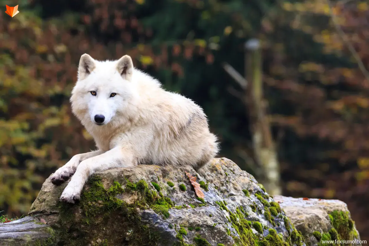 arctic wolf Tundra Animals