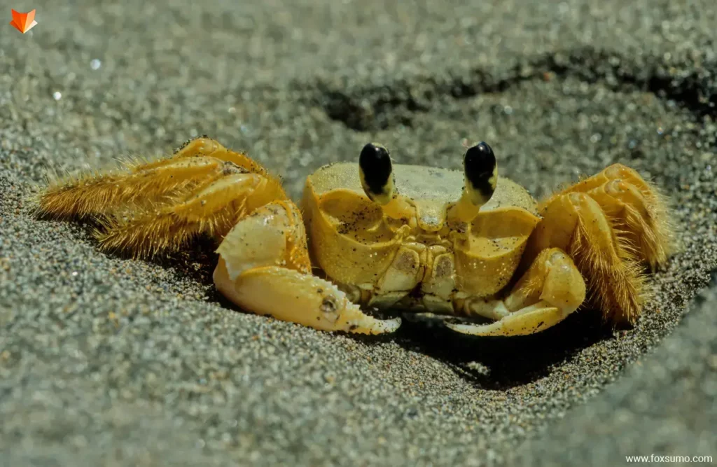atlantic ghost crab Yellow Animals