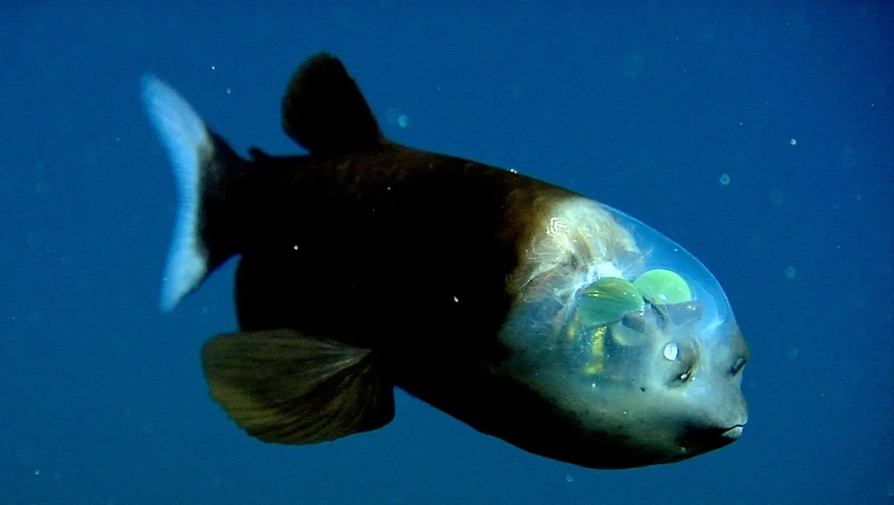 barreleye fish Deep Sea Creatures