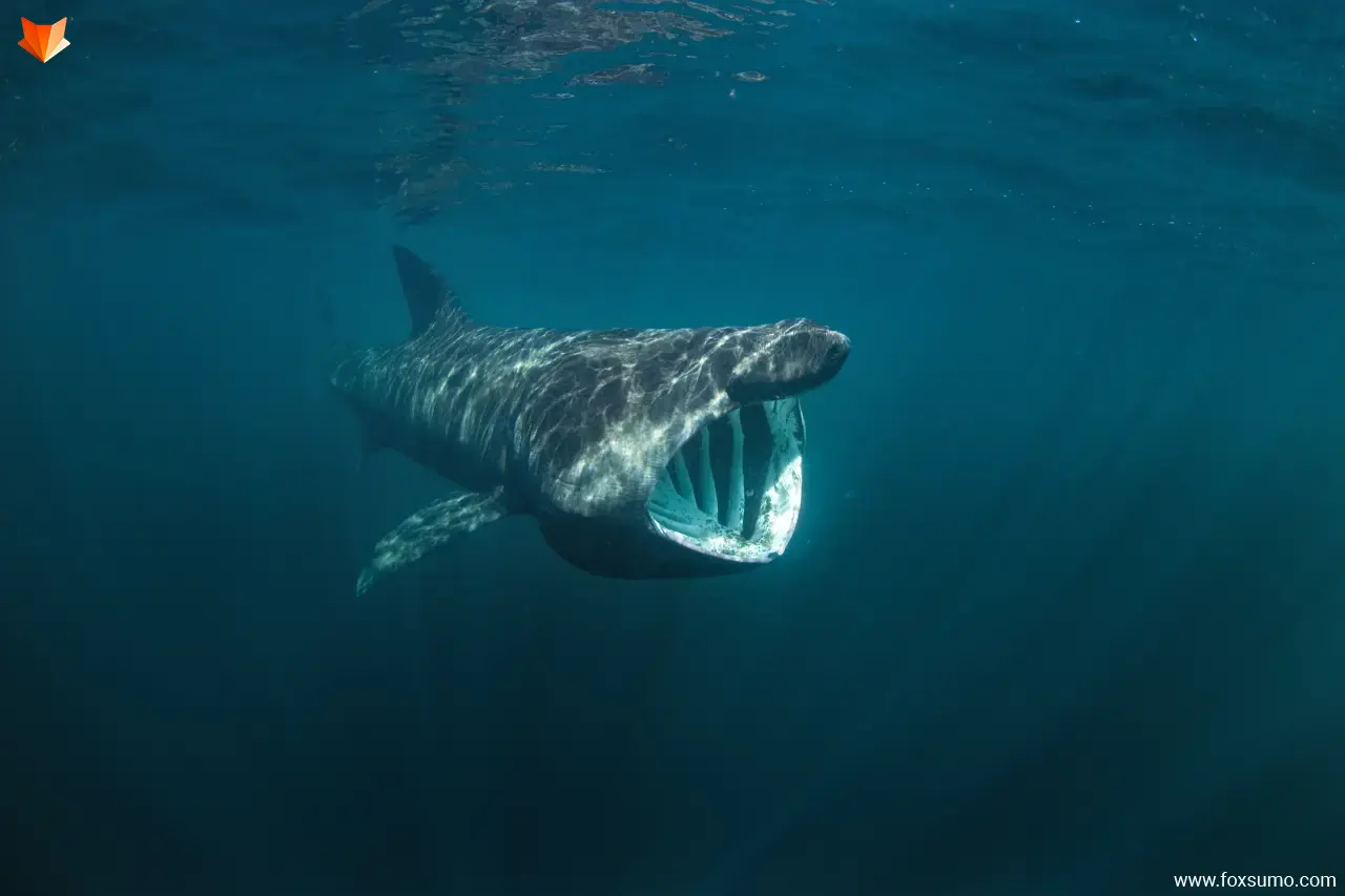 basking shark strangest sharks