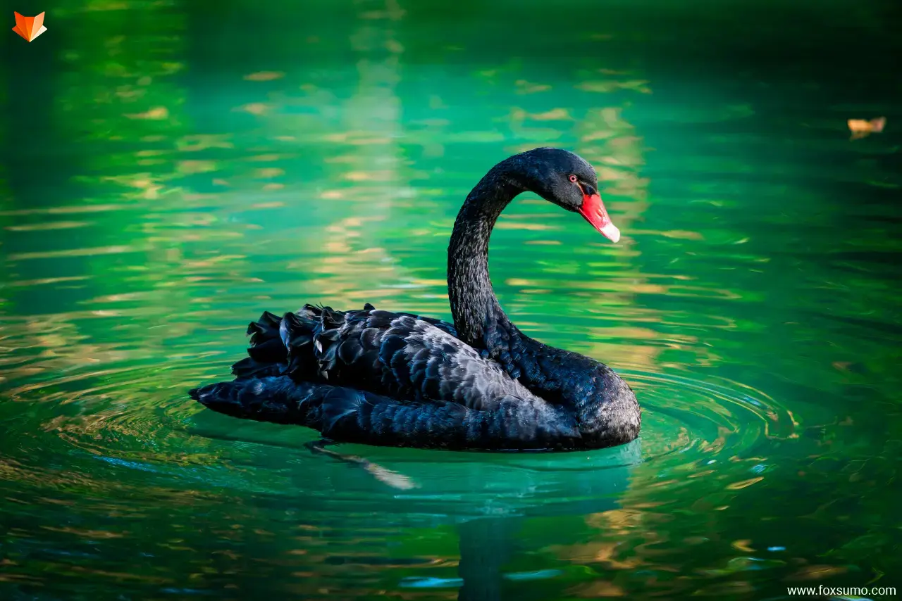 black swan Australian Animals
