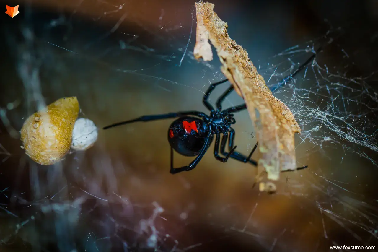 black widow spider Poisonous Animals