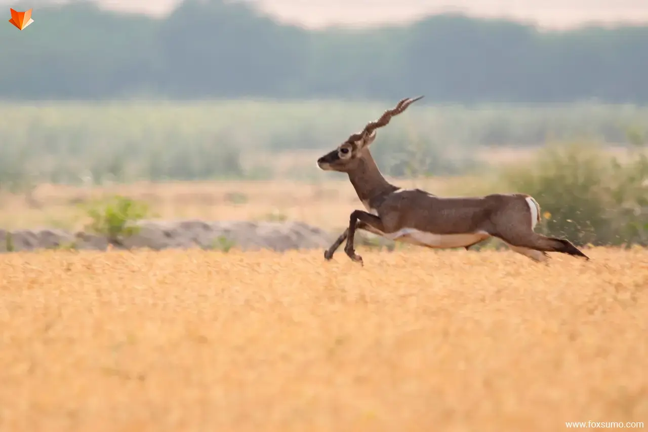 blackbuck antelope Fastest Animals
