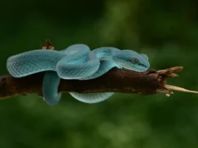blue animals Weird Frogs