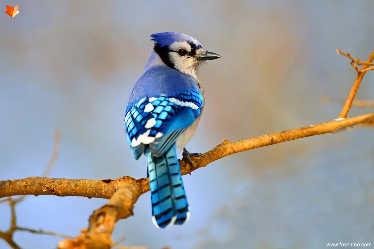 blue jay 1 beautiful birds