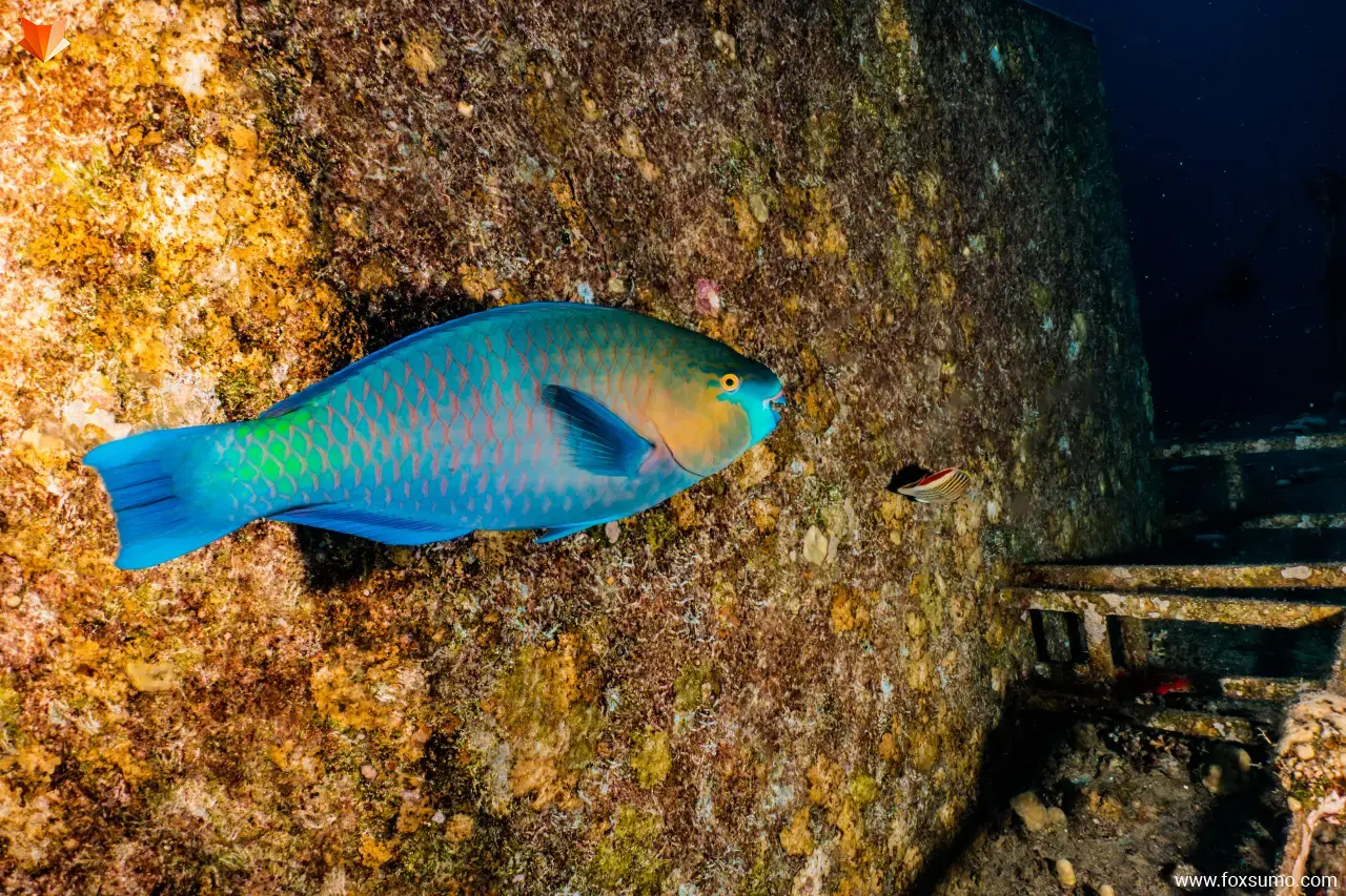 blue parrotfish 1 Blue Animals