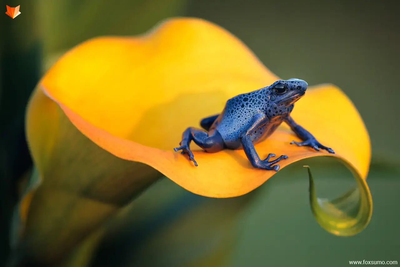 blue poison dart frog Blue Animals