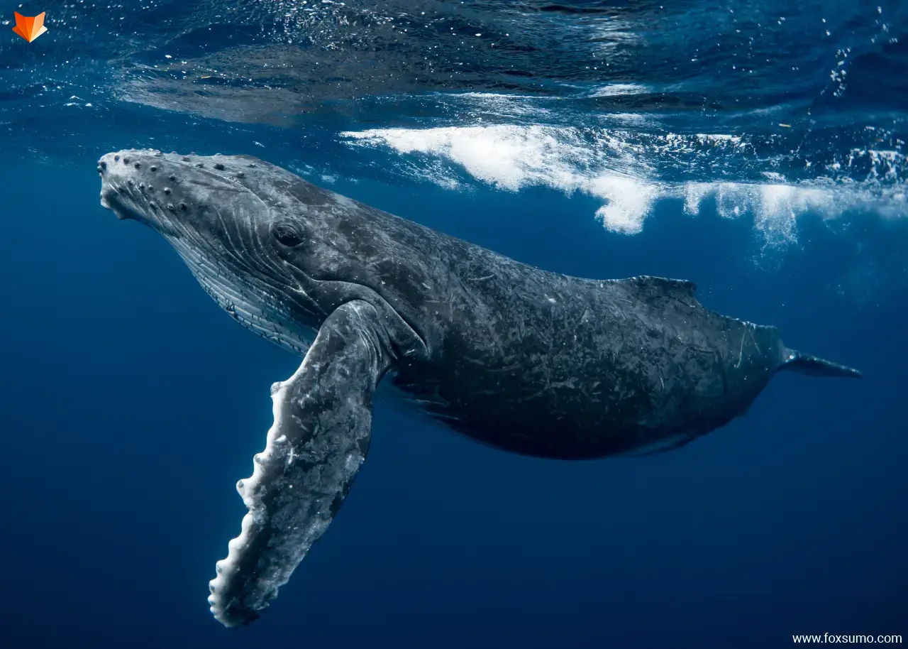blue whale Large Animals