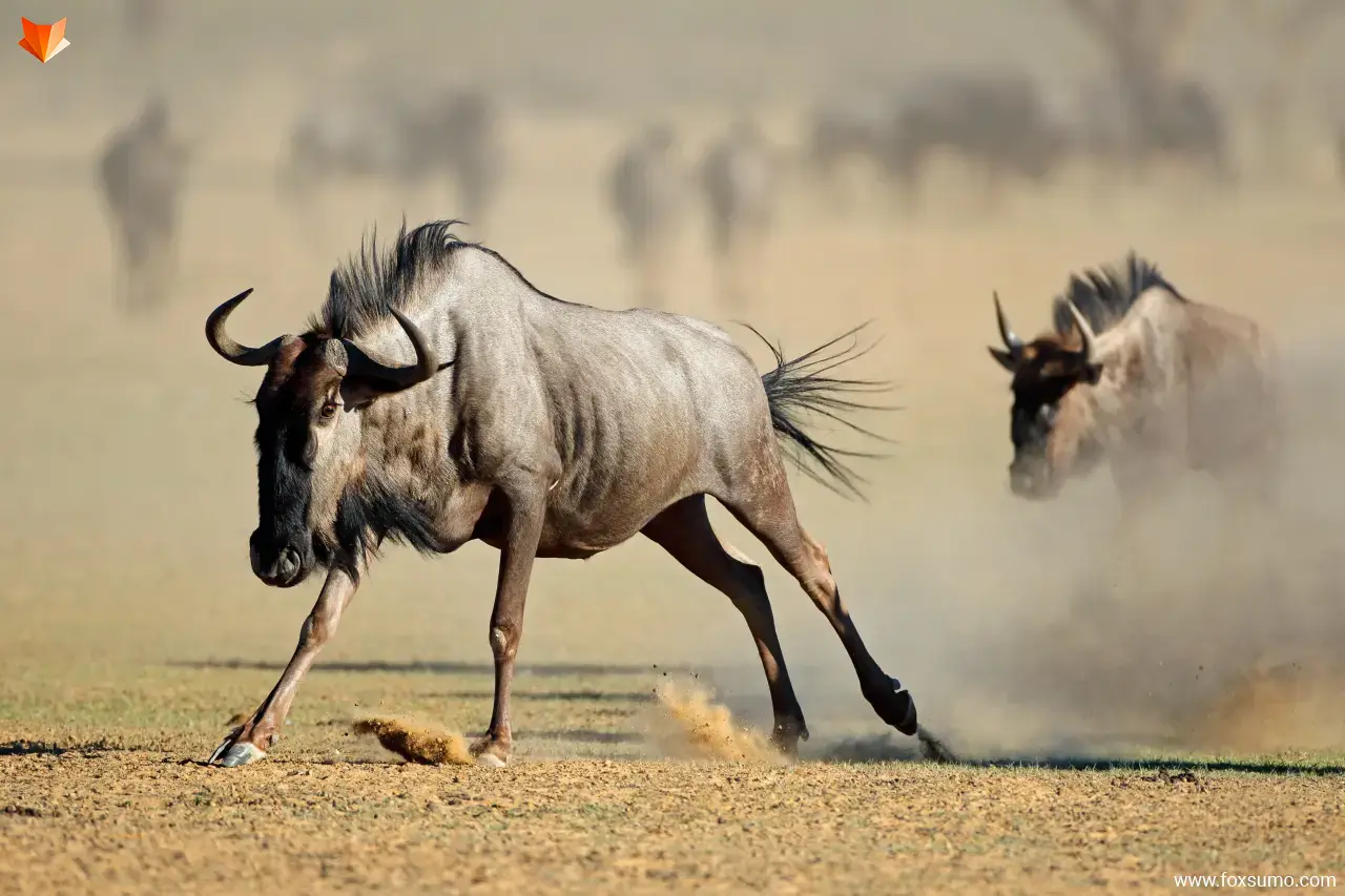 blue wildebeest Fastest Animals