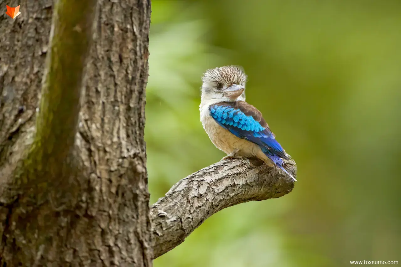 blue winged kookaburra Australian Animals