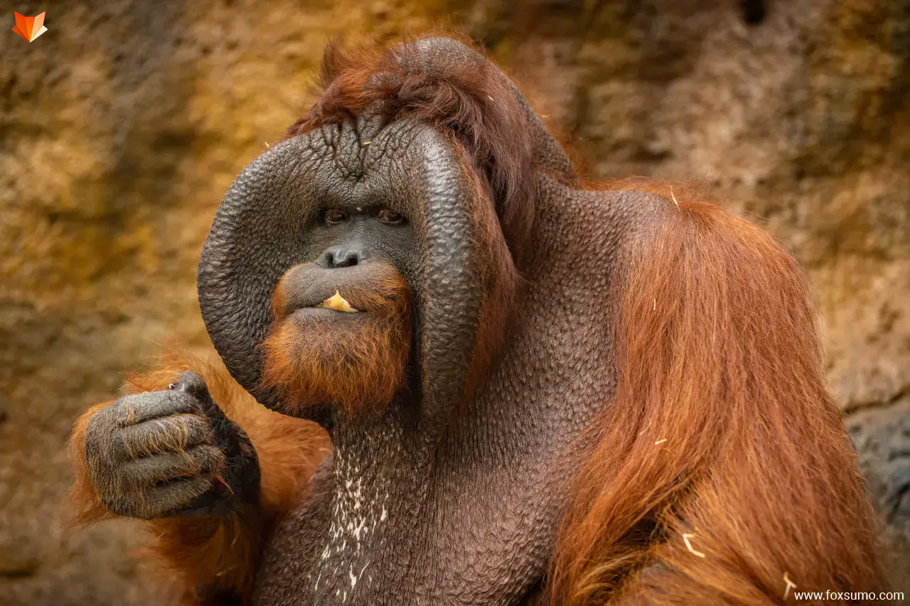 bornean orangutan Rainforest Animals