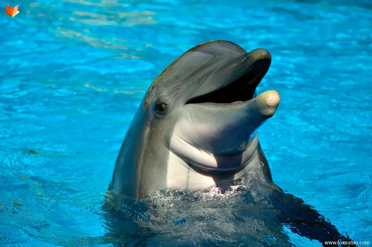 bottlenose dolphin Cute Animals