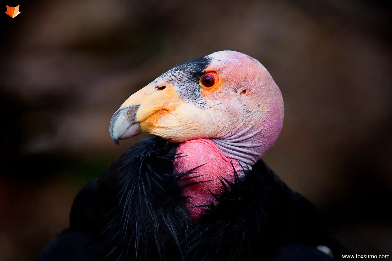 california condor Ugly Animals