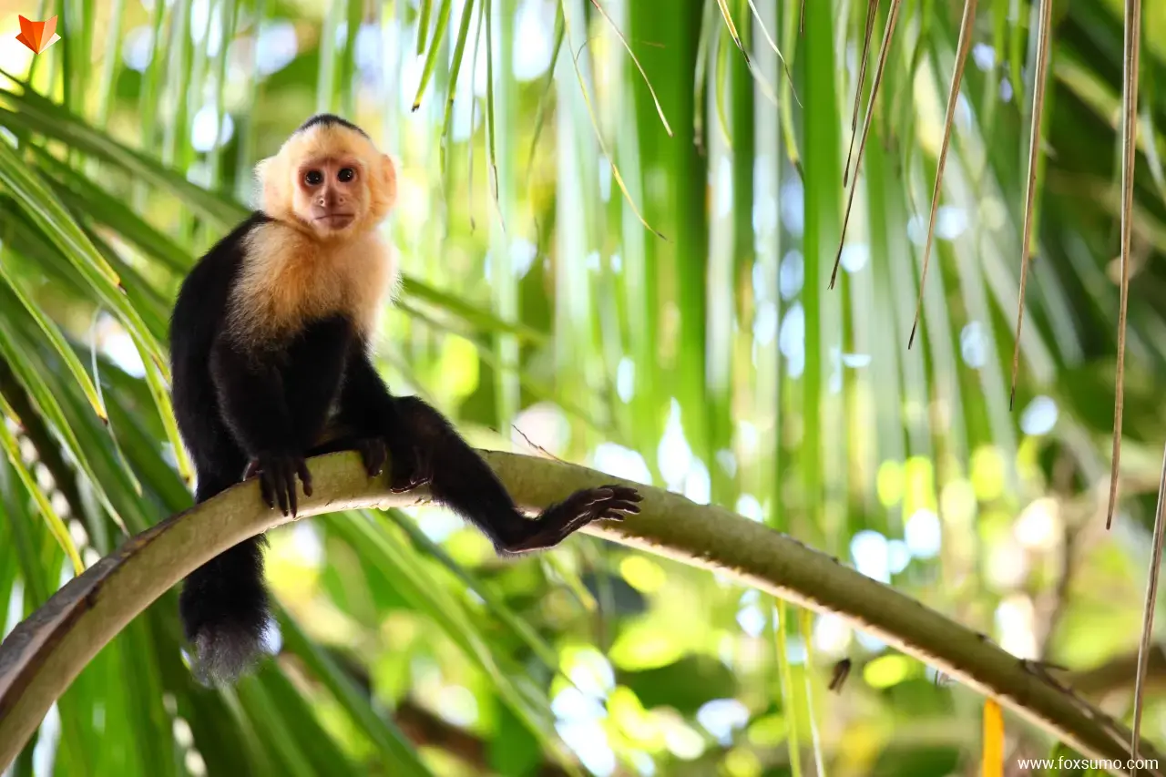 capuchin monkeys Smartest Animals