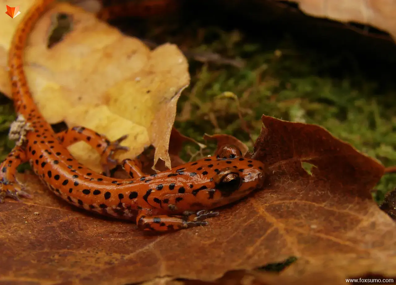 cave salamander Orange Animals