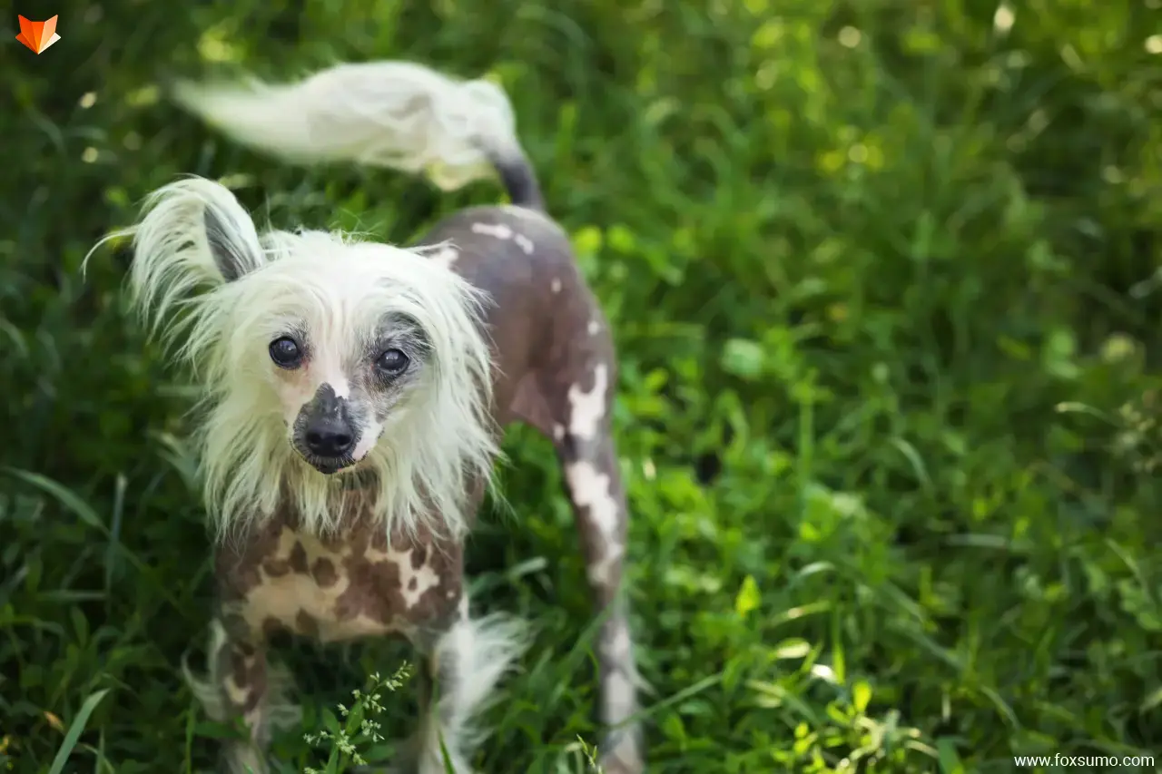chinese crested Ugliest Dog Breeds