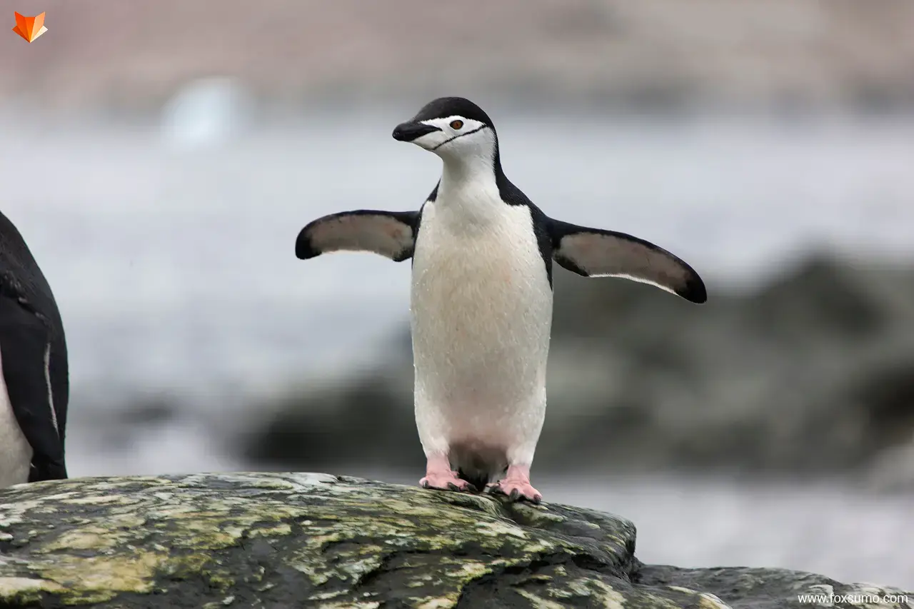 chinstrap penguin Tundra Animals
