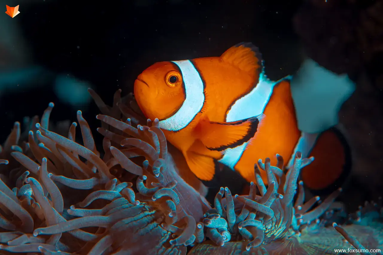 clownfish Orange Animals