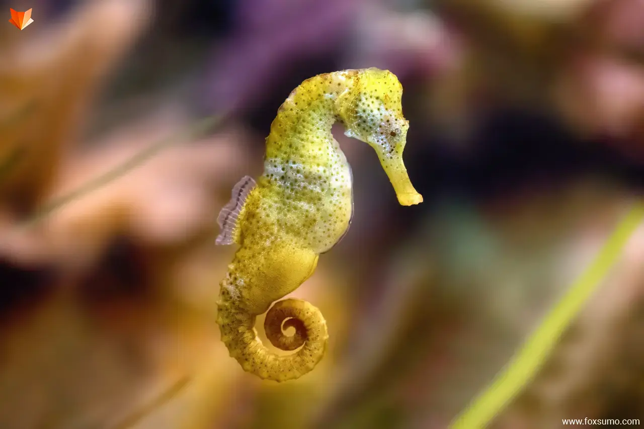 common seahorse Yellow Animals