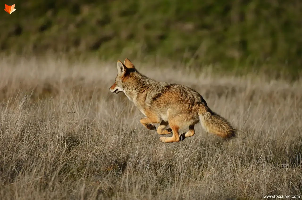 coyote Fastest Animals