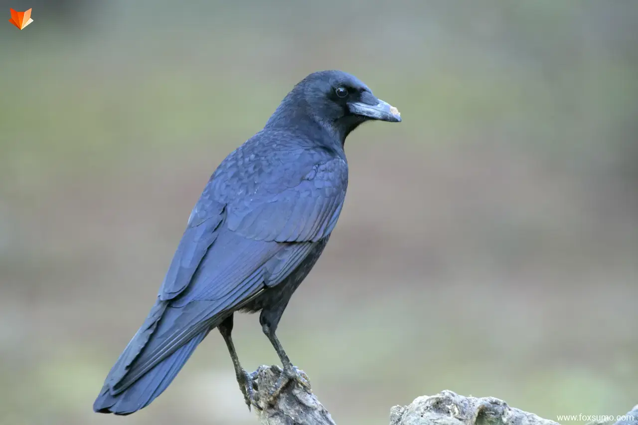 crows Smartest Animals