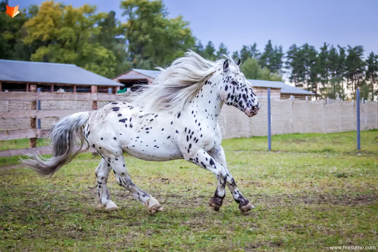dalmatian horse Beautiful Horses