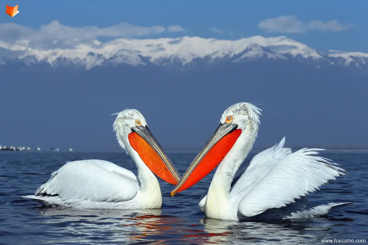 dalmatian pelican Largest Birds