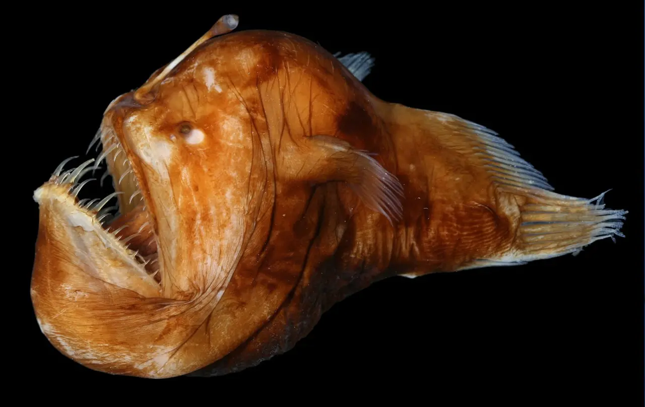 deep sea anglerfish Ugly Animals