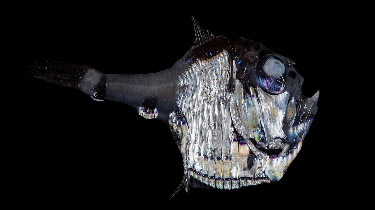 deep sea hatchetfish Deep Sea Creatures