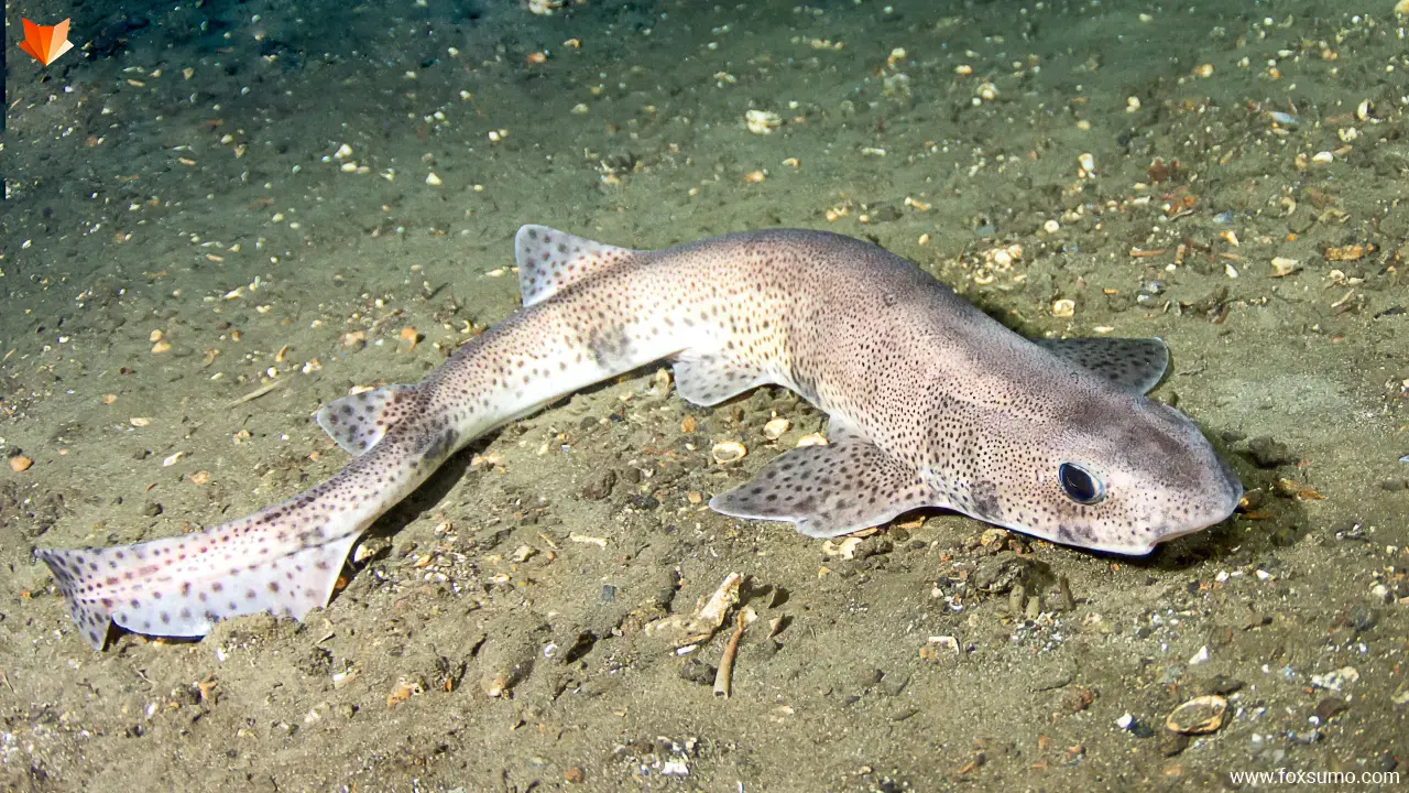 dogfish strangest sharks