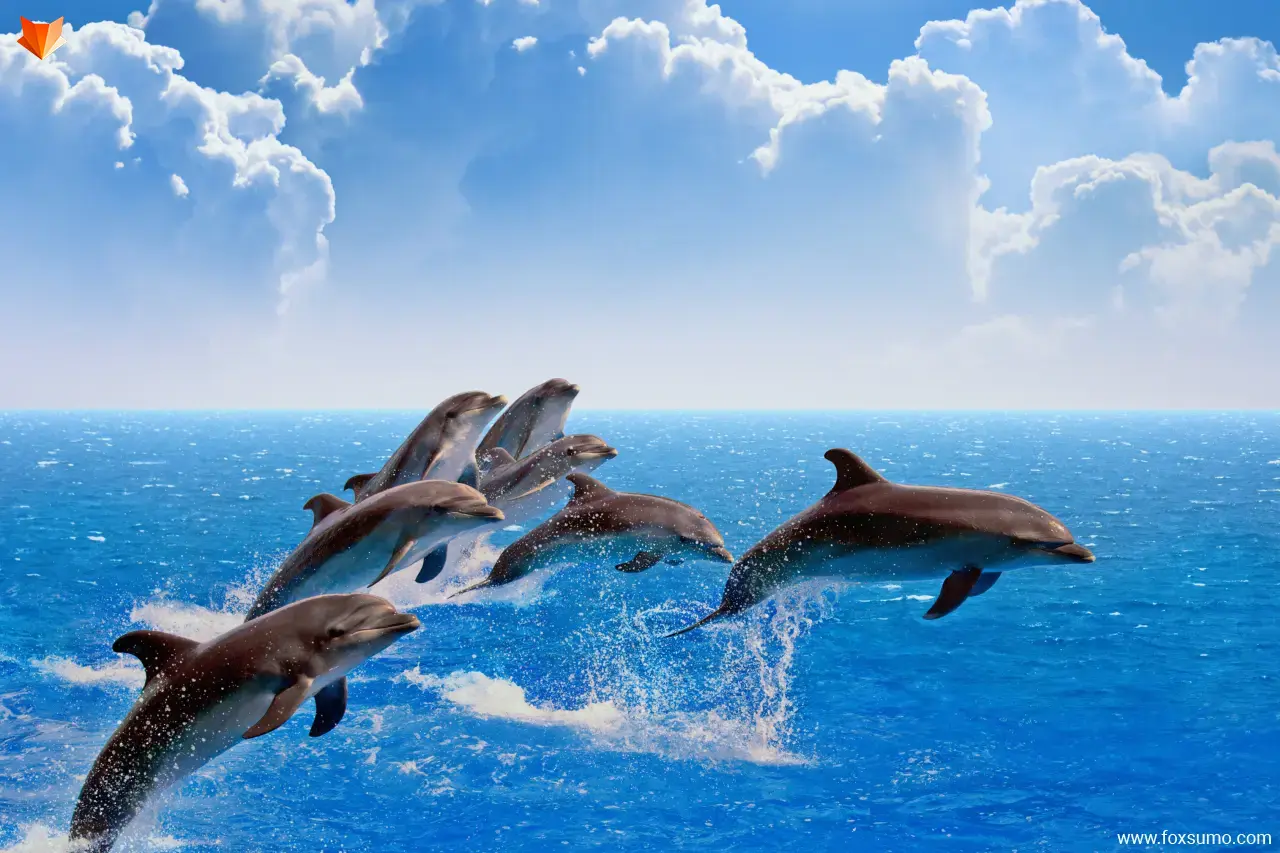 dolphin Fastest Animals