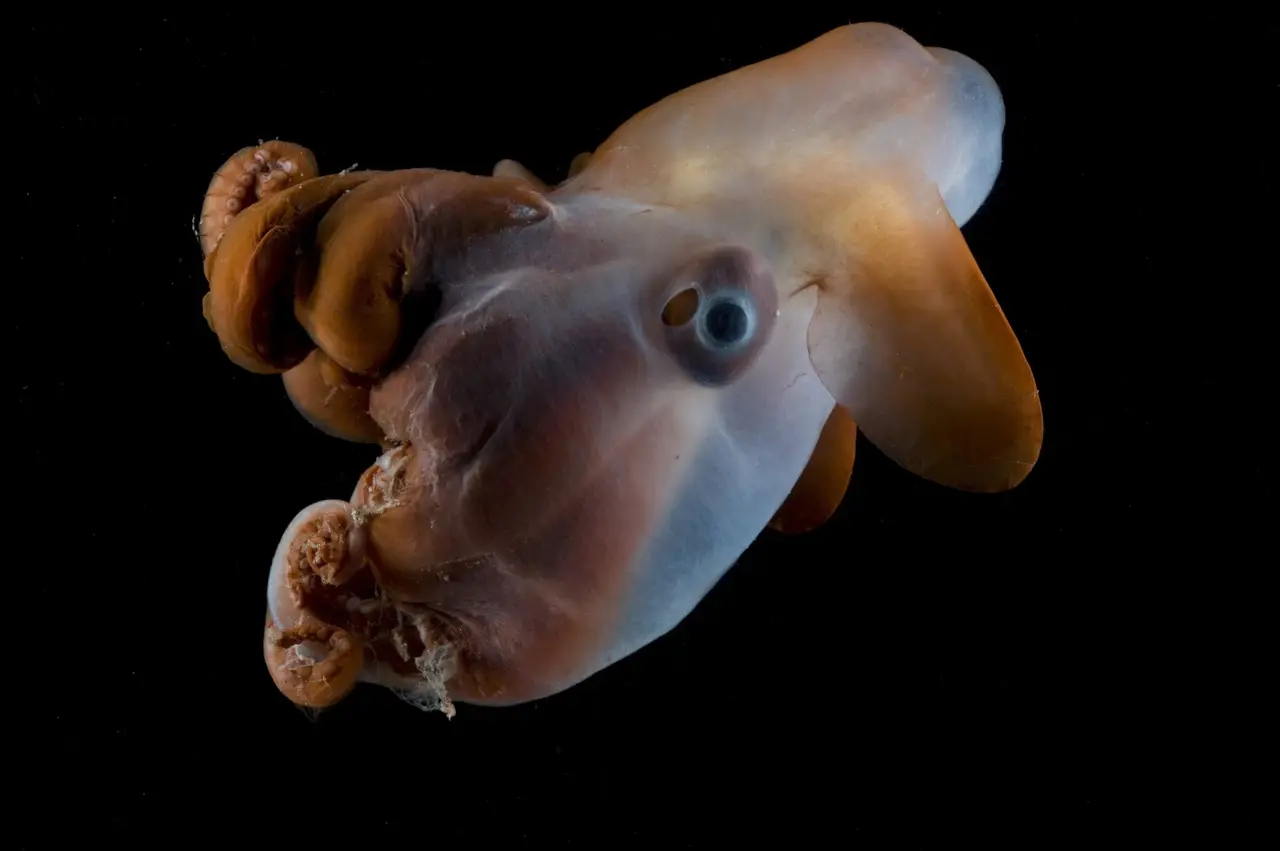 dumbo octopus Deep Sea Creatures