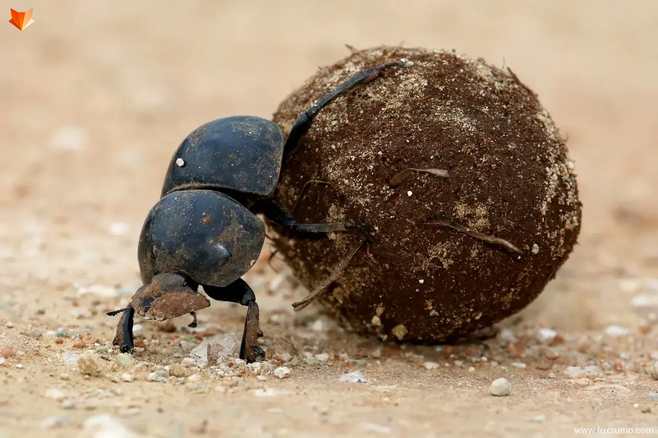 dung beetle Strong Animals
