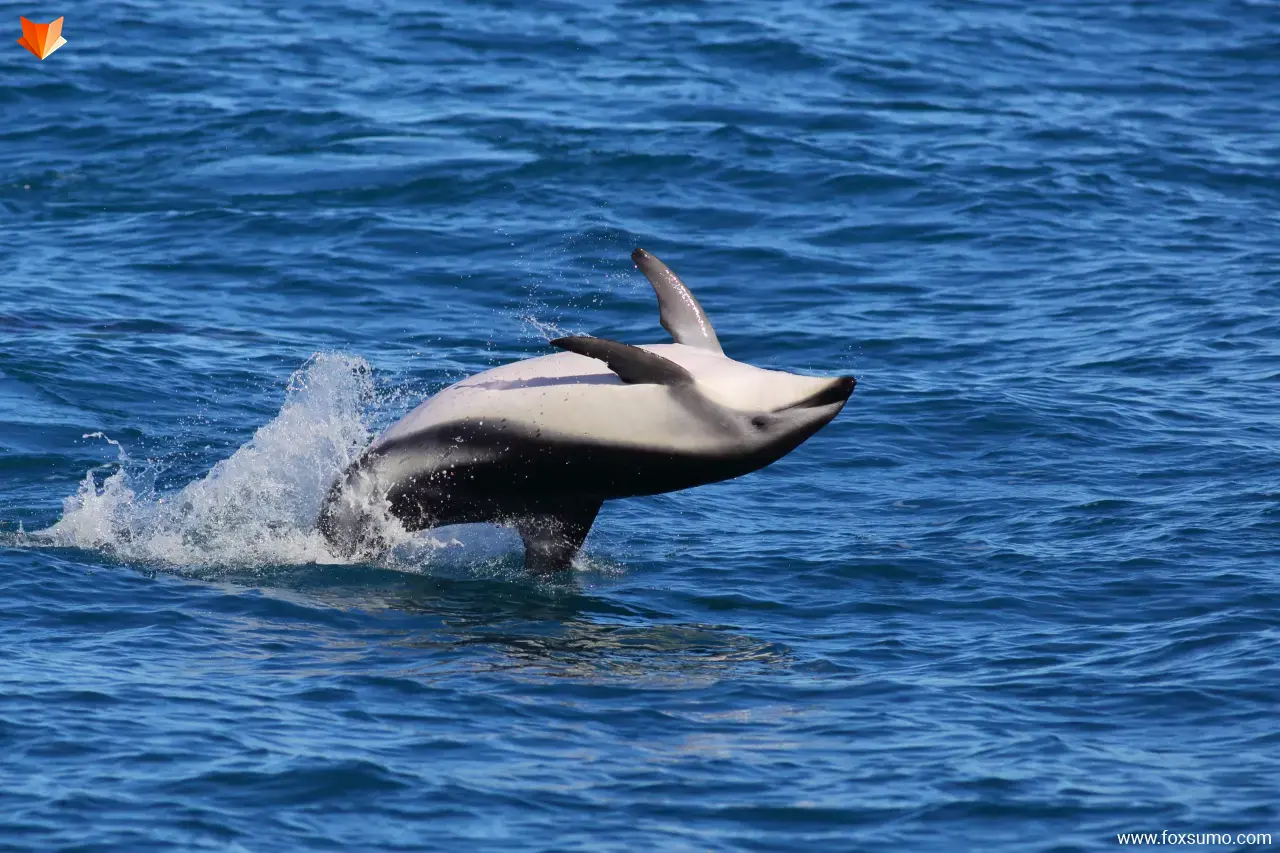 dusky dolphin Tundra Animals