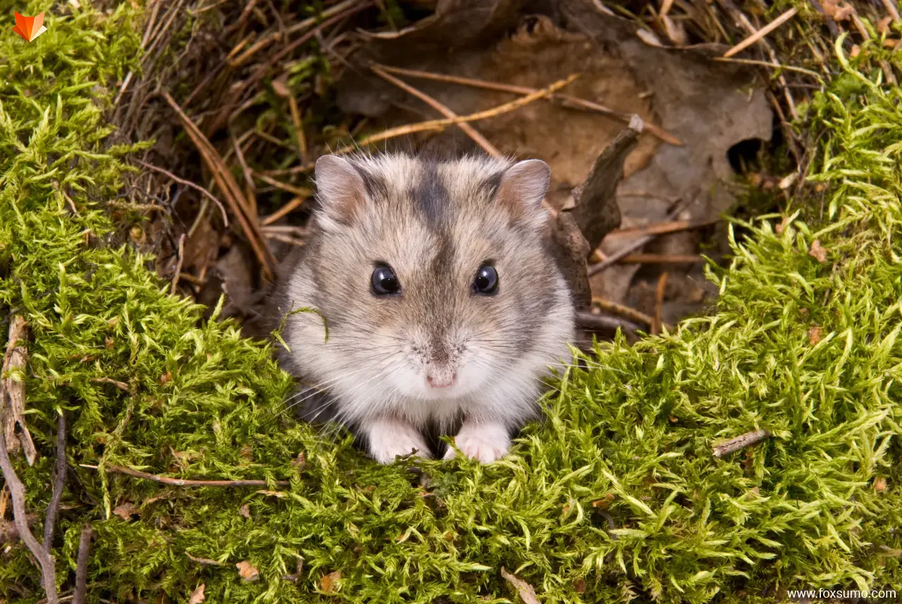 dwarf hamster Cute Animals