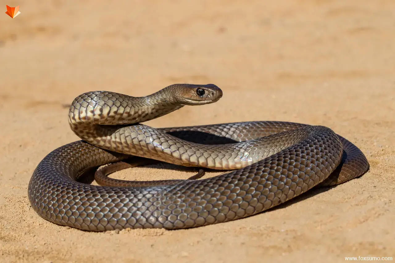 eastern brown snake Poisonous Animals