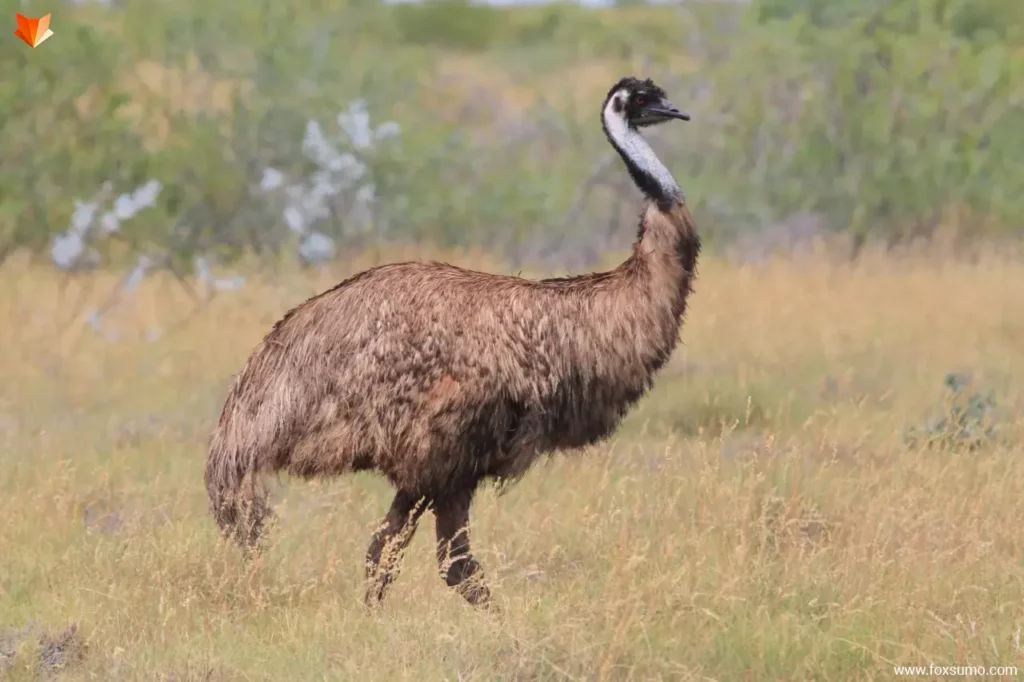 emu Flightless Birds