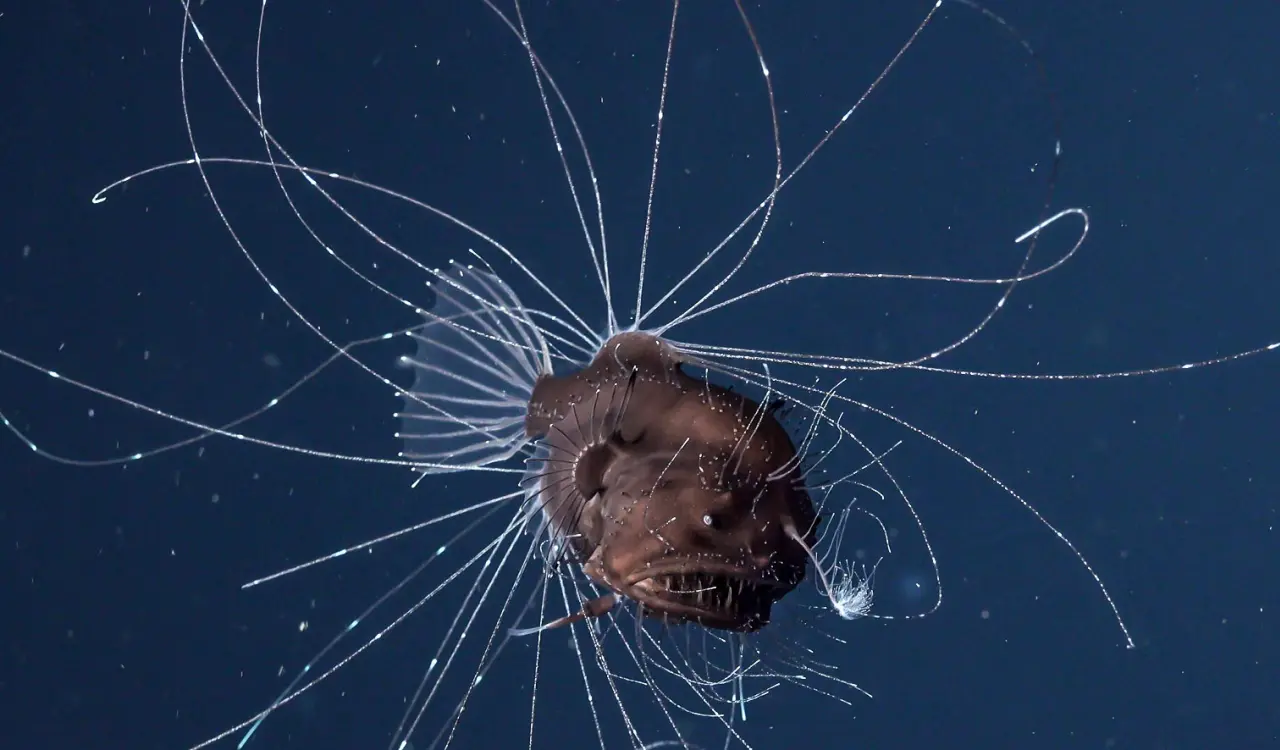 fanfin seadevil Deep Sea Creatures