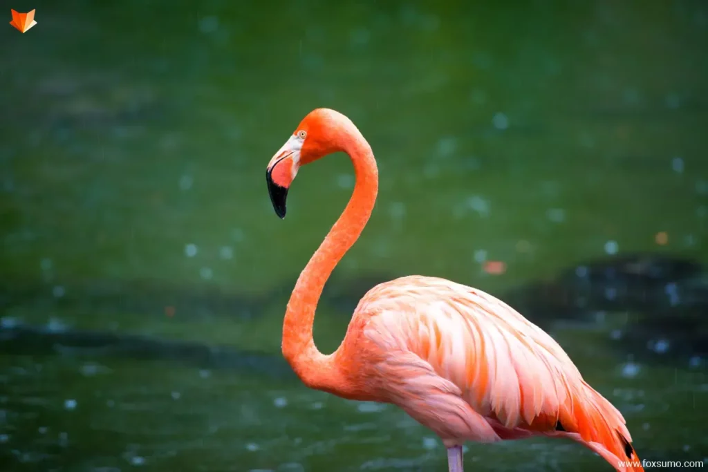 flamingo colorful birds