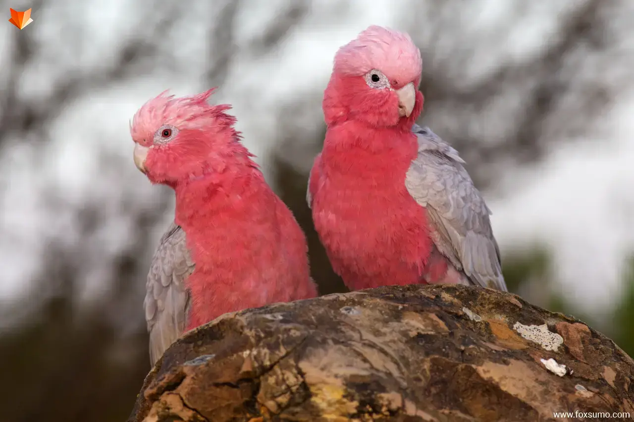 galah Pink Animals